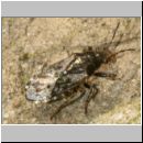 Heterogaster urticae - Bodenwanze 01 6mm.jpg